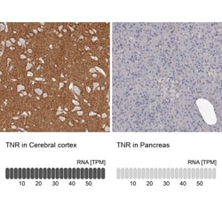 Complement Factor MASP3/MASP1 Antibody, Novus Biologicals:Antibodies:Primary